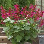 【当店農場生産】サルビア リトルバード ホットピンク 9cmポット苗 非耐寒性宿根草