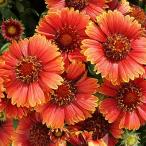 【当店農場生産】ガイラルディア スピントップ イエロータッチ 9cmポット苗 何年も咲く耐寒性宿根草