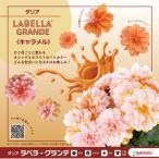 【当店農場生産】八重咲きダリア ラベラ・グランデ キャラメル 9cmポット苗
