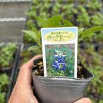 【当店農場生産】ボッグセージ(ブルー) 9cmポット苗 耐寒性宿根草で毎年咲く♪
