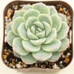 ショッピングエケベリア 多肉植物 エケベリア ホワイトアイス 7.5cmポット苗