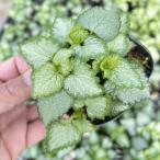 [ наш магазин сельское хозяйство место производство ]lamium Be navy blue silver 9cm pot рассада почвопокровные растения .! выдерживающий холод .. корень .