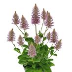 [ наш магазин сельское хозяйство место производство ]pti Lotus Joe i9cm pot рассада перья. подобный цветок . симпатичный! половина выдерживающий холод . много год .