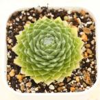 多肉植物 センペルビウム レモンフレア 7.5cmポット苗