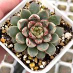 多肉植物 エケベリア ファイヤーワーク サンフラワー 7.5cmポット苗