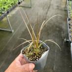 [ наш магазин сельское хозяйство место производство ]ka Rex b long ji-na9cm pot рассада 