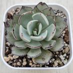 多肉植物 エケベリア ストリクチフローラ ノヴァ 7.5cmポット苗