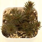 多肉植物 セダム チョコレートボール 7.5cmポット苗