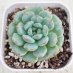 多肉植物 エケベリア ハニ 7.5cmポット苗