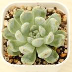 多肉植物 エケベリア ビアンテ 7.5cmポット苗
