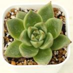 多肉植物 エケベリア アガボイデス イエローエボニー 7.5cmポット苗