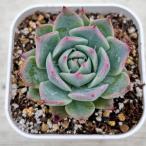 多肉植物 エケベリア スカイワールド 7.5cmポット苗