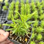 [ наш магазин сельское хозяйство место производство ]. ввод розмарин 9cm pot рассада 