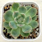 ショッピングエケベリア 多肉植物 エケベリア エリス 7.5cmポット苗