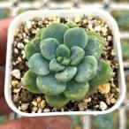  суккулентное растение ekebe задний спойлер tedotia7.5cm pot рассада 