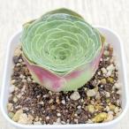 多肉植物 アエオニウム グリーノビア・オーレア 7.5cmポット苗