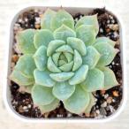 多肉植物 エケベリア プリズム 7.5cmポット苗