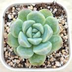 多肉植物 エケベリア 玉胡蝶 7.5cmポット苗
