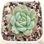 多肉植物 エケベリア 愛神 7.5cmポット苗