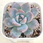 多肉植物 エケベリア キャンディーオレンジ 7.5cmポット苗