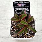 多肉植物 ペペロミア グラベオレンス 7.5cmポット苗