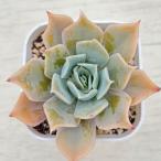 ショッピングエケベリア 多肉植物 エケベリア ブルーホエール 7.5cmポット苗