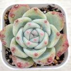ショッピングエケベリア 多肉植物 エケベリア 桃太郎 7.5cmポット苗