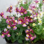 [ наш магазин сельское хозяйство место производство ]nemesiaa роман vanilla Cherry PW 9cm pot рассада половина выдерживающий холод . много год . аромат 