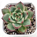ショッピングエケベリア 多肉植物 エケベリア モナ 7.5cmポット苗