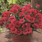 【当店農場生産】ダイアンサス ア�