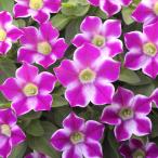 【当店農場生産】ペチュニア ハッピーシャワー（花な