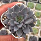  суккулентное растение ekebe задний зеленый призрак 7.5cm pot рассада 