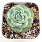 多肉植物 エケベリア アリスベリー 7.5cmポット苗