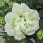 ペチュニア パニエ レモン（花なし苗）9cmポット苗