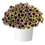 [ наш магазин сельское хозяйство место производство ]pechunia Ray Shadow ( цветок нет рассада ) 9cm pot рассада минут ветка много compact!