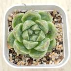 ショッピングエケベリア 多肉植物 エケベリア グリーンラム 7.5cmポット苗
