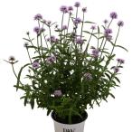 バーベナ メテオールシャワー PW 9cmポット苗 半耐寒性多年草