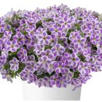 [ наш магазин сельское хозяйство место производство ]pechuni красный ska Dias lilac f Lost ( цветок нет рассада ) 9cm pot рассада 