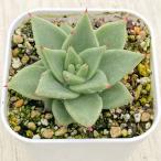 多肉植物 エケベリア アガボイデス ゴールデンマリア 7.5cmポット苗