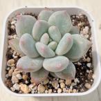 多肉植物 エケベリア シュガーエンジェル 7.5cmポット苗