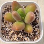 多肉植物 エケベリア マンゴーミルク 7.5cmポット苗