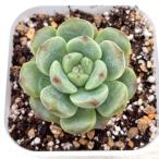 多肉植物 エケベリア ルビーHyb 7.5cmポット苗