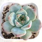 ショッピング多肉植物 多肉植物 エケベリア モンロー×ベルベット 7.5cmポット苗