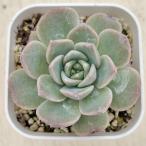 ショッピングエケベリア 多肉植物 エケベリア シュガーピンクハート 7.5cmポット苗