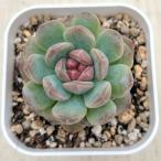 多肉植物 エケベリア ストロベリーアイスクリスタル 7.5cmポット苗
