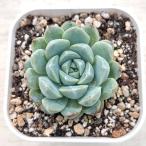 ショッピングエケベリア 多肉植物 エケベリア ホワイトスイートデュー 7.5cmポット苗