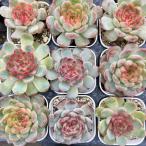  суккулентное растение ekebe задний красный ja Ian to7.5cm pot рассада 