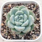 多肉植物 エケベリア アンバー×モンローHyb 7.5cmポット苗
