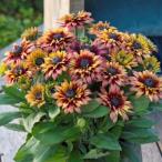 【当店農場生産】ルドベキア サンベキア チェリー 9cmポット苗 半耐寒性宿根草