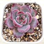 多肉植物 エケベリア ナイトデーモン 7.5cmポット苗